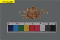 藏品(窄小并額蟹)的圖片